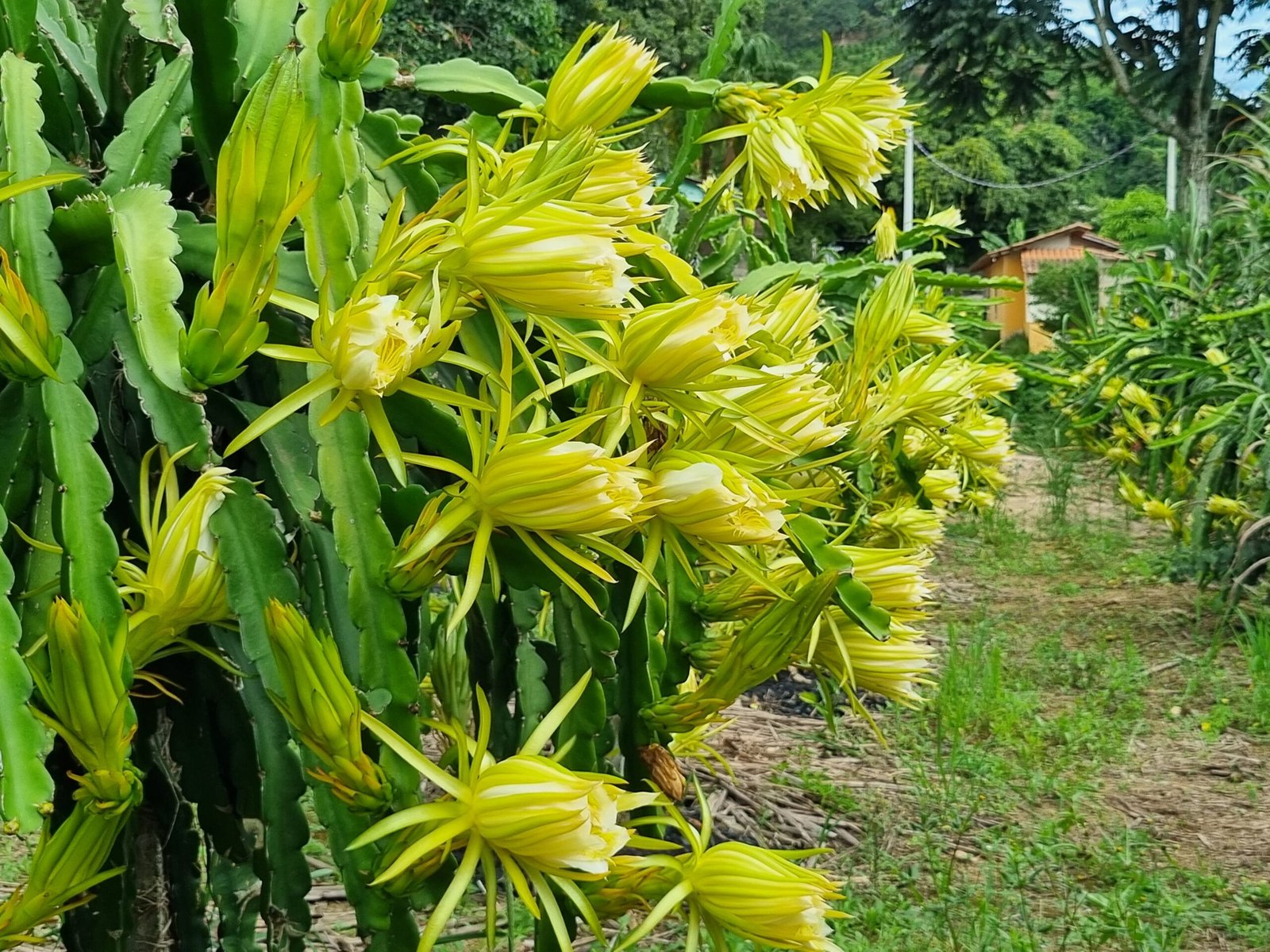 Florada da Pitaya em Vargem Alta